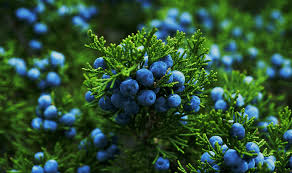 Juniper Berries: A Taste of History, Folklore, and Magi