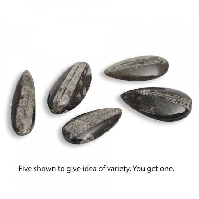Orthoceras Peardrop Fossil | Curious Collection