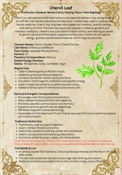 Spell Page Chervil Seeds | Grimoire | Book of Shadows | Book of Spells | Spell Ingredients | Herbwork | Root Work