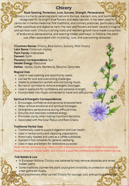 Spell Page Chicory| Grimoire | Book of Shadows | Book of Spells | Spell Ingredients | Herbwork | Root Work