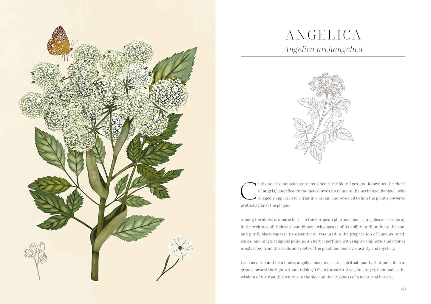 Olfactory Code: Unveiling the Alchemy of Botanical Perfumery | Hardcover | by Caterina Roncati (Author), Marlamú (Author)