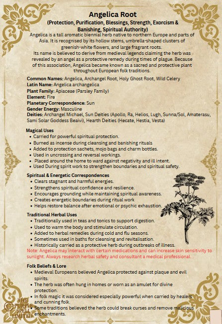 Spell Page Angelica Root| Grimoire | Book of Shadows | Book of Spells | Spell Ingredients | Herbwork | Root Work